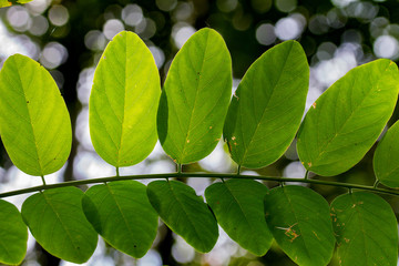 green leaves background