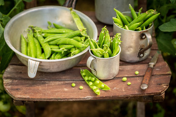 Fresh green peas in a small greenhouse in summer