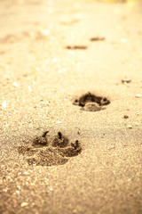footprints of a dog in the beach sand