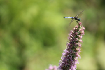 dragonfly on flower