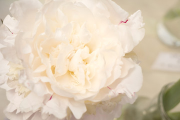 Beautiful peonies with gorgeous white flowers