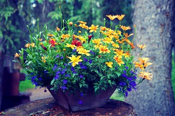 bouquet of flowers in a vase on wooden background