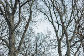 bare tree against a blue winter sky