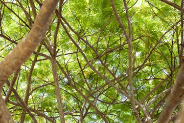Palm tree in Sumbawa indonesia