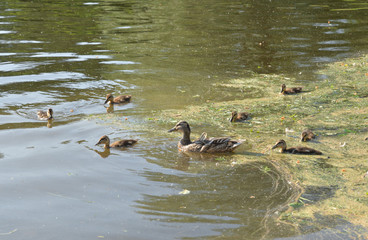 Duck with ducklings.