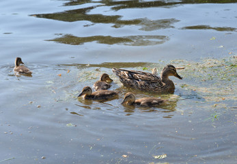 Duck with ducklings.