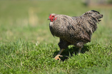 Free Range Chicken
