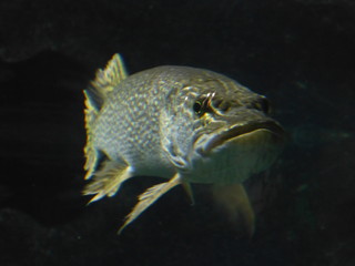 le brochet 