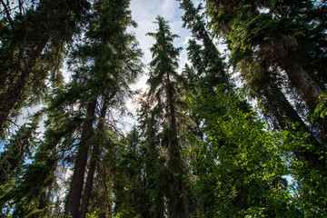 Fototapeta premium Looking up from forrest floor