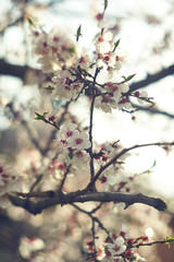 cherry,  tree,  flower,  nature,  branch,  flora,  apple,  leaf,  season,  garden,  bud,  blooming,  plum,  color,  no person,  winter,  dof,  outdoors,  park,  primavera  
