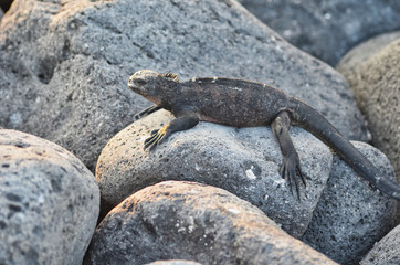 Posing Side View of Marine Iguana in Rocks in the Galapagos Islands