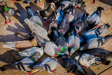 A flock of feral pigeons are feeding frenzy on birdseed