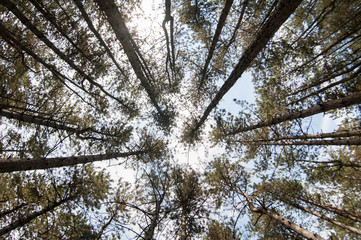 wood,  tree,  pine,  nature,  trunk,  branch,  tallest,  leaf,  park,  landscape,  outdoors,  no person,  bark,  fall,  season,  environment,  fair weather,  bright,  sun,  light  