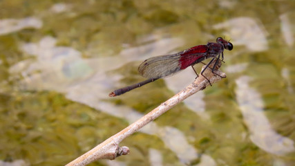 American Rubyspot Damselfly at Bull Creek Park