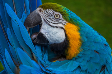 blue and yellow macaw