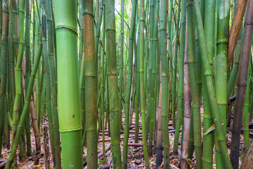 Bamboo Forest along Pipiwai Trail, Maui, Hawaii, USA