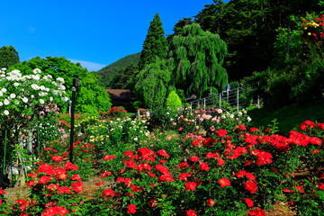 Fototapeta premium 花巻温泉 バラ園