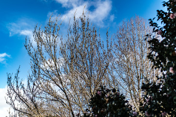 tree in winter