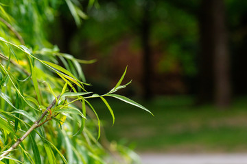 Plant tree leaves in a park