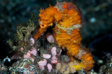 A colorful Estuarine seahorse, Hippocampus kuda, clings to the seafloor in Lembeh Strait with its prehensile tail. This species often takes on the color of nearby invertebrates for camouflage.
