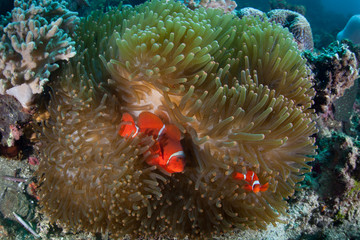 Spinecheek anemonefish, Premnas biaculeatus, swim among the tentacles of their host anemone on a reef in Indonesia. This is the largest species of anemonefish.