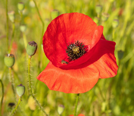 A red poppy flower, focus on the main subject, blurry background