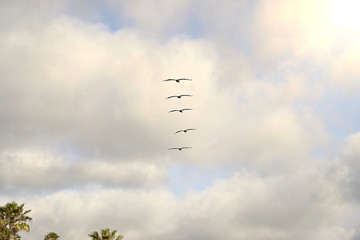 Seagull bird flying and blue sky 