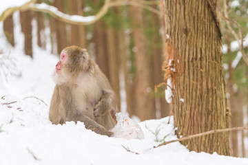 日本猿　買い食い
