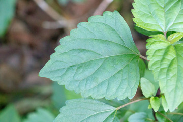 green leaf of tree and sunlight