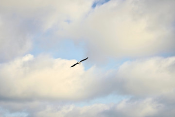 Seagull bird flying and blue sky 