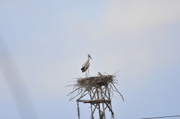 White stork in the natural environment