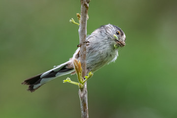 Long-tailed tit (Aegithalos caudatus) with insects in its bill.
