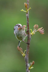Long-tailed tit (Aegithalos caudatus) with insects in its bill.