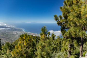 Obraz premium Mountains, pine trees forest above the clouds. Panoramic View of La Orotava valley and north coast line on Tenerife. 2000m altitude. Canary Islands, Spain
