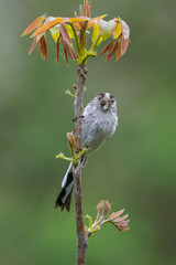 Long-tailed tit (Aegithalos caudatus) with insects in its bill.