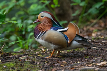 Mandarin duck male (Aix galericulata)