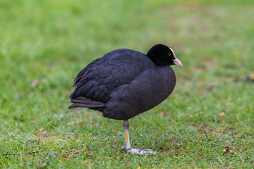 Eurasian coot (Fulica atra)