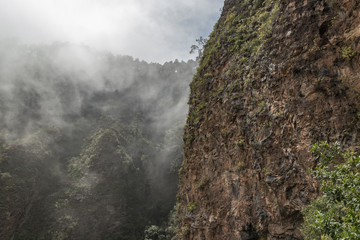 Close up of a lizard on lava rocks in Tenerife
