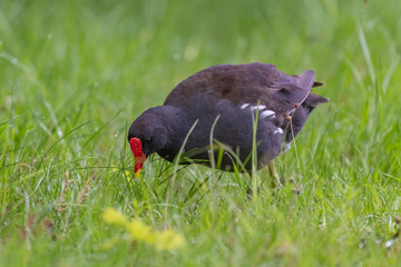 Common moorhen (Gallinula chloropus)