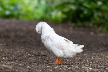 White Mallard Duck (Anas platyrhynchos)