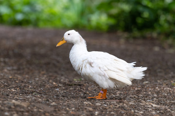 White Mallard Duck (Anas platyrhynchos)