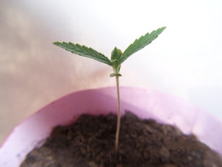 young marijuana plant (seedling), 9 days old