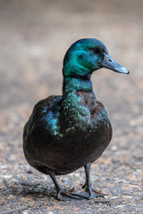 Cayuga Duck in the wild