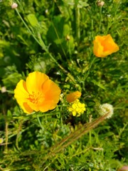 Obraz premium yellow flowers in the garden