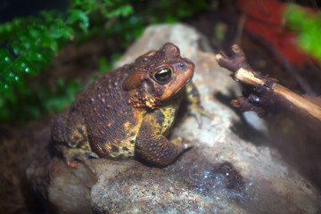 toad brown amphibian wild environment bufo frog