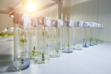 Cloned decorative micro plants in test tubes with nutrient medium. Micropropagation technology in vitro - obrazy, fototapety, plakaty