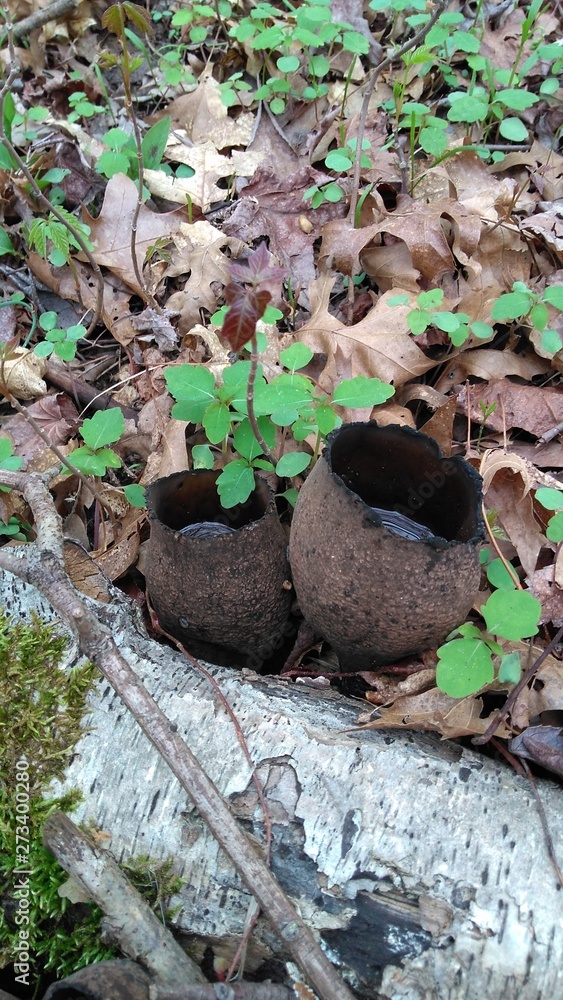 Wall mural cup fungus (pezizaceae) (new jersey)