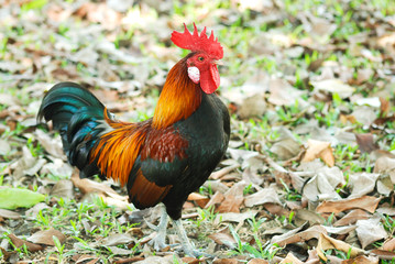 Wild fowl are active in the morning.