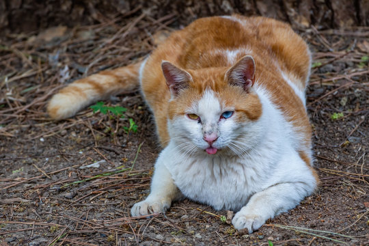 Feral cat with odd eyes