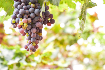 Ripe grapes hung on vineyards of grape trees.